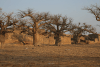 African Baobab (Adansonia digitata)