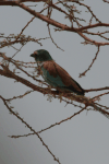 Abyssinian Roller (Coracias abyssinicus)