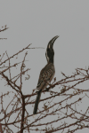 African Grey Hornbill (Lophoceros nasutus)