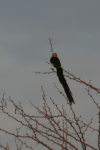 Sahel Paradise Whydah (Vidua orientalis)