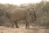 African Bush Elephant (Loxodonta africana)