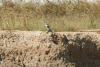 African Pied Kingfisher (Ceryle rudis rudis)