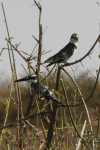 African Pied Kingfisher (Ceryle rudis rudis)