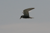 Whiskered Tern (Chlidonias hybrida)