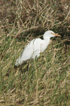 Western Cattle Egret (Bubulcus ibis ibis)