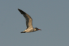 Caspian Tern (Hydroprogne caspia)