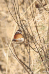 Plain Tiger ssp. alcippus (Danaus chrysippus alcippus)