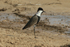 Spur-winged Lapwing (Vanellus spinosus)