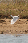 Western Little Egret After