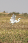 Western Little Egret (Egretta garzetta garzetta)