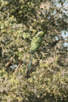 Rose-ringed Parakeet (Psittacula krameri)