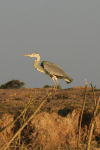 Western Grey Heron (Ardea cinerea cinerea)