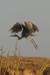 Western Grey Heron (Ardea cinerea cinerea)