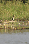 African Reed Cormorant (Microcarbo africanus africanus)