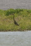 Western Purple Heron (Ardea purpurea purpurea)