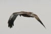 Black Kite (Milvus migrans)