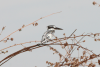 African Pied Kingfisher (Ceryle rudis rudis)