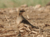 Collared Pratincole (Glareola pratincola)