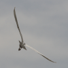 Western Little Egret Flight