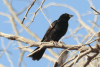 White-billed Buffalo Weaver (Bubalornis albirostris)