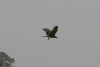 Yellow-billed Kite Ssp Parasitus