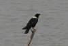 Pied Crow (Corvus albus)