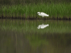 Egretta garzetta