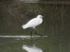 Egretta garzetta