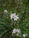 Branched Asphodel (Asphodelus ramosus)