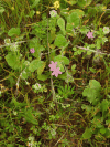 Soft Stork's-bill (Erodium malacoides)