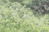 Eurasian Bee-eater (Merops apiaster)