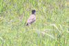 African Wattled Lapwing (Vanellus senegallus)