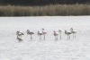 Greater Flamingo (Phoenicopterus roseus)