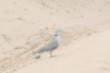 Tropical Cape Turtle Dove (Streptopelia capicola tropica)