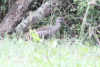 Southern Hadada Ibis (Bostrychia hagedash hagedash)