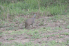 Bushveld Helmeted Guineafowl (Numida meleagris mitratus)