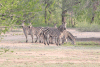 Equus quagga crawshayi