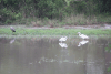 African Great Egret (Ardea alba melanorhynchos)