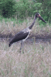 Saddle-billed Stork (Ephippiorhynchus senegalensis)