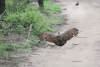 Common Hamerkop (Scopus umbretta umbretta)