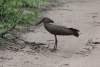 Common Hamerkop (Scopus umbretta umbretta)