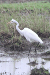 African Great Egret (Ardea alba melanorhynchos)