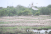 African Great Egret (Ardea alba melanorhynchos)