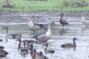 Knob-billed Duck (Sarkidiornis melanotos)