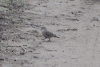 Emerald-spotted Wood Dove (Turtur chalcospilos)