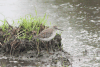 Wood Sandpiper (Tringa glareola)