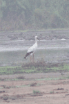 European White Stork (Ciconia ciconia ciconia)