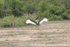 Saddle-billed Stork (Ephippiorhynchus senegalensis)