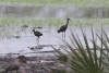 Glossy Ibis (Plegadis falcinellus)