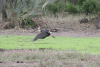 African Woolly-necked Stork (Ciconia microscelis)